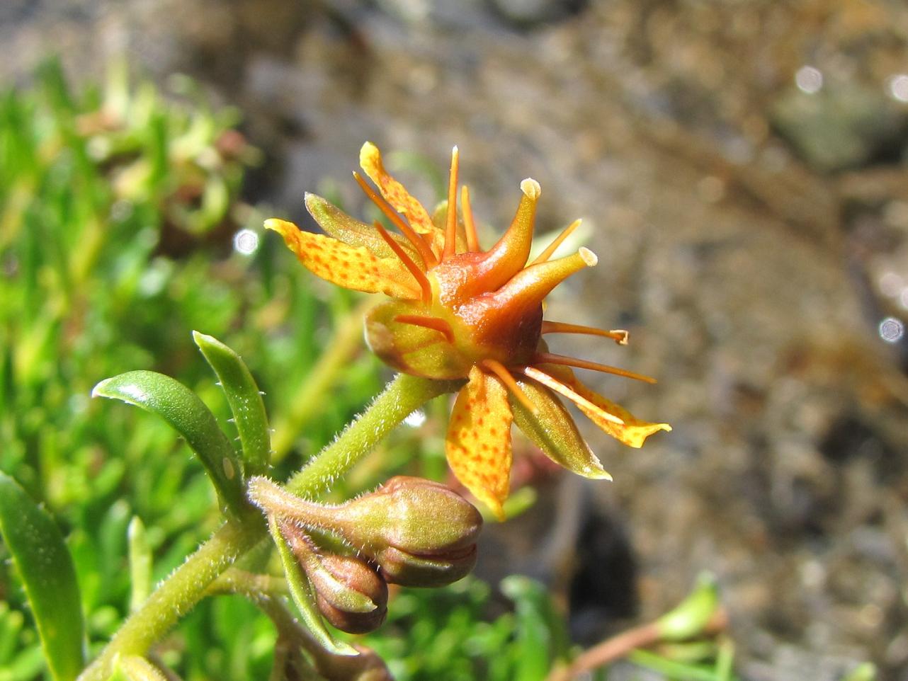 Saxifraga aizoides / Sassifraga autunnale